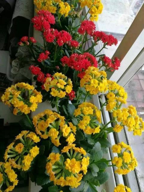 什么蚯蚓粪、柳枝水都不如“万能肥”,啥花都能养,1-2勺就管事