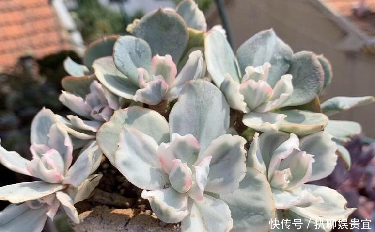 多肉植物度|多肉种上漂亮花盆不透气?不如试试这三招,度夏成败在此一举