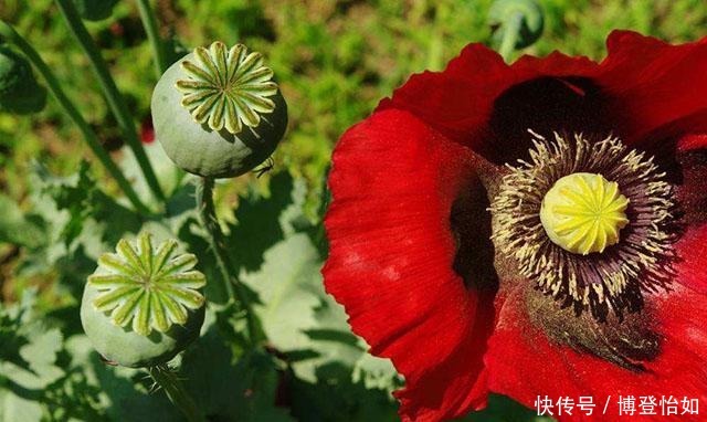 历史的教训:中国茶叶曾远销全球,如今却连1%的市场份额都不到