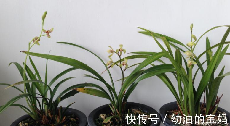 退休老夫妻传授经验:冬天暖房养兰花,抓住这3点很关键