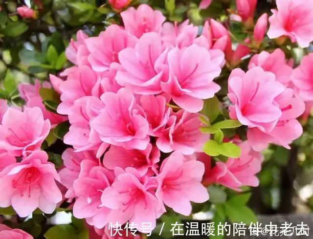 养花技巧公认难养的3种花，高手用经验告诉你，怎样快速开花