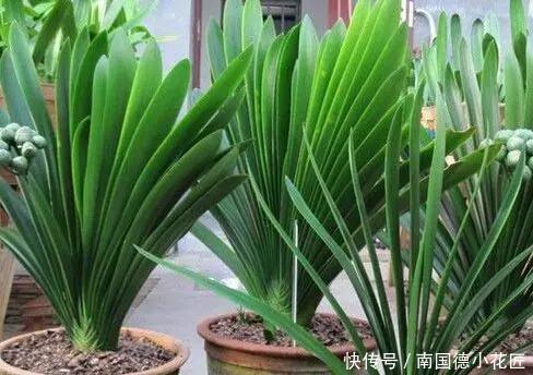 养花|出门捡4种东西，养花垫盆底，营养土不用买，疏松透气、不烂根