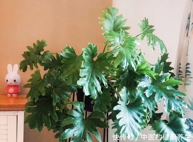 别养绿萝了,这20种耐阴植物,养在家里更合适!