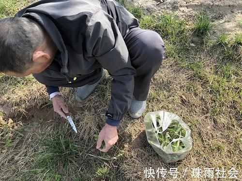 除草劑|一種苦味野菜，長得像蒲公英，60年代一挖一麻袋，你吃過嗎？
