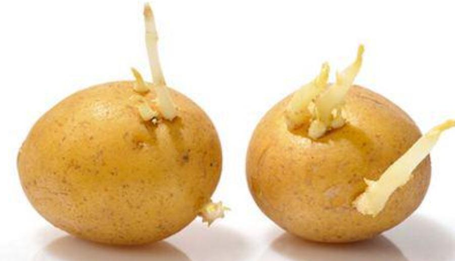 1个土豆就种出10盆月季,买花钱都省了