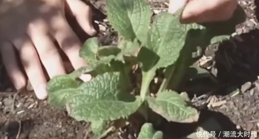 农村地里的“黄金”以前小孩摘它来玩,如今是医院里的珍贵好药