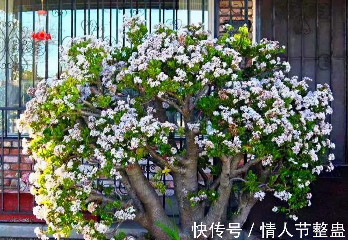 12种花，建议养一盆，不仅吸收废气，还有“旺财添福”的美好寓意