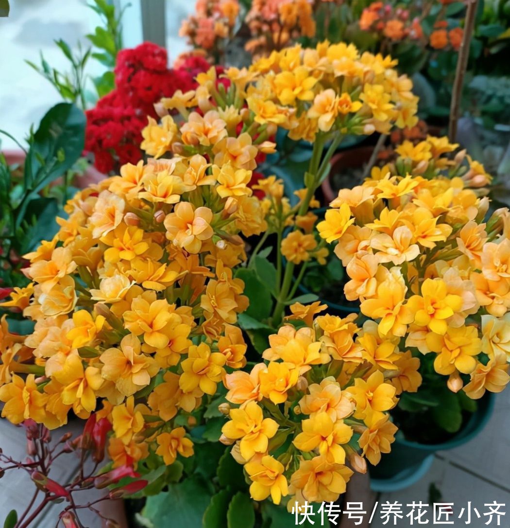 阴天|想让长寿花花杆矮小“变花球”，这2点一定要精准掌控