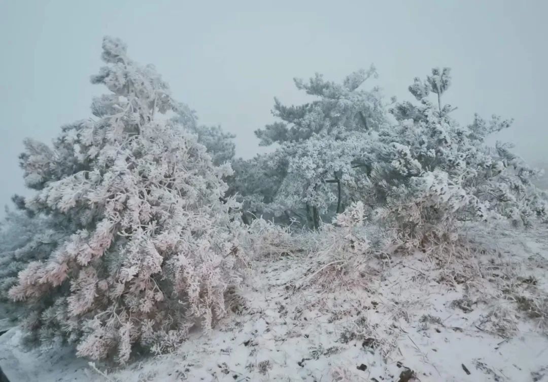 雪景|太美了！台州最新雪景！括苍山跌至-10℃，再现云海奇观（多图多视频）