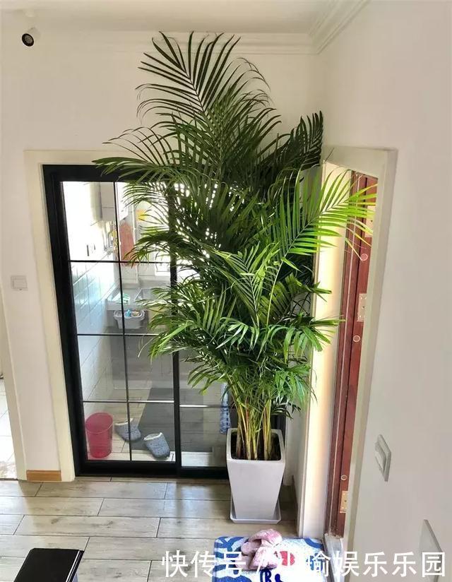 客厅养花,聪明人就选这6种,时尚大气,旺人旺宅!