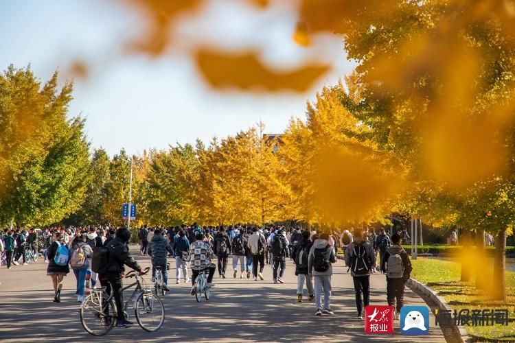 美景|满目金黄 实拍山东科技大学醉人美景