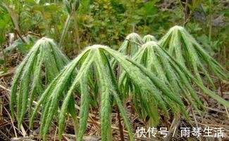 兔儿|农村路边的野草，人称“小鬼伞”，殊不知价值珍贵，遇见请珍惜