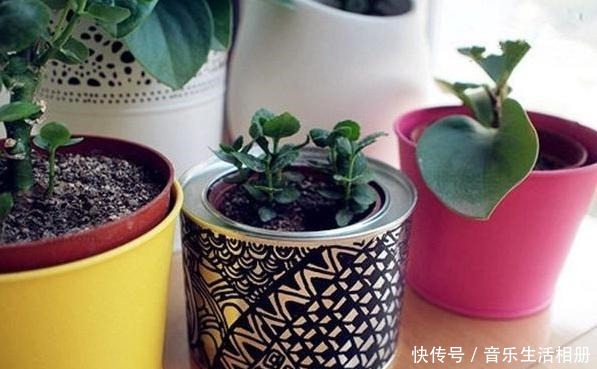 别再花钱买花盆了,将它们一处理栽种花草,个个都美得独一无二!