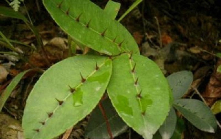 农村一种杂草,叶上有刺,人称两面针,治疗