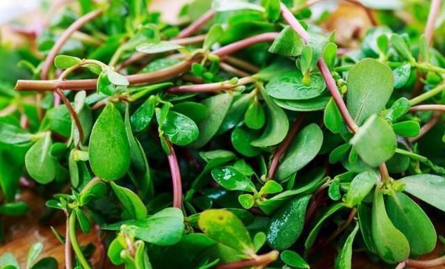 夏天,宁可不吃肉也要吃此菜,既美味又补钙,比吃肉强,别错过