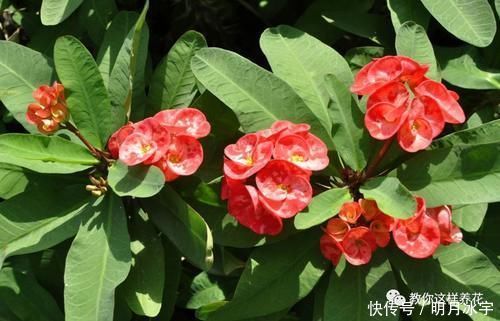 3种花儿“死不了”,花期特别长,一开几个月,是盆栽佳品!