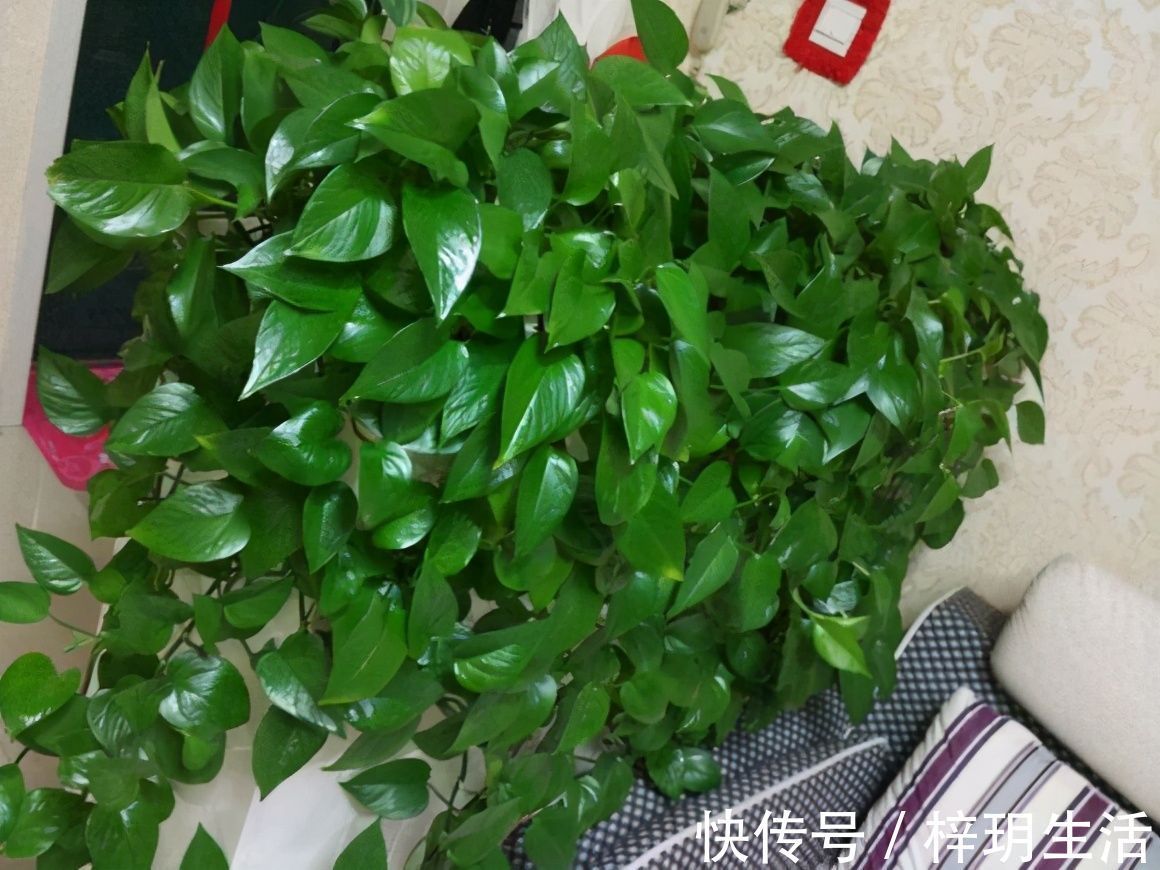 冬天浇花的“4个坏习惯”,看你有没有?难怪花卉烂根