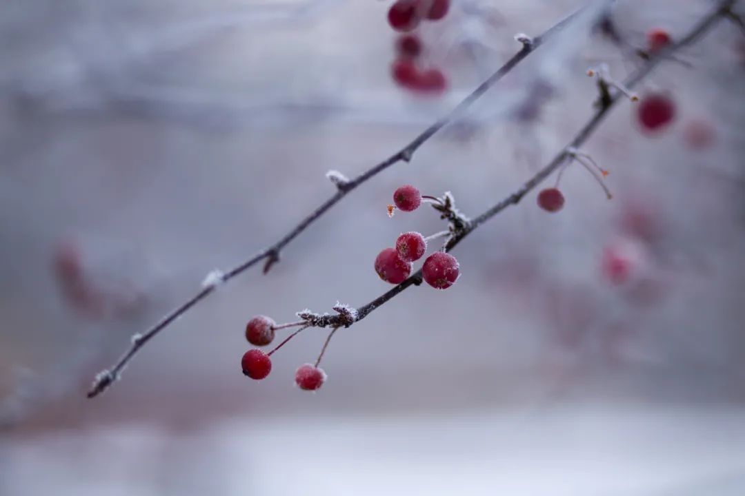 降温@今日小寒，广州今明降温，来这里可“赏雪”