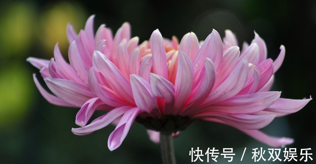 菊花|此花有着顽强的生命力,代表了高尚的灵魂,也是象征了皇室的花