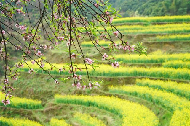 三月赏花来婺源，这个梯田上的古村，满足了我对春天所有的想象