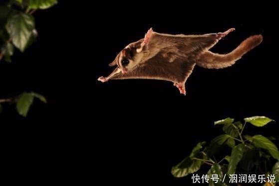 不会飞的动物也想“飞”那些向往飞行的动物学会的第一个“技能”