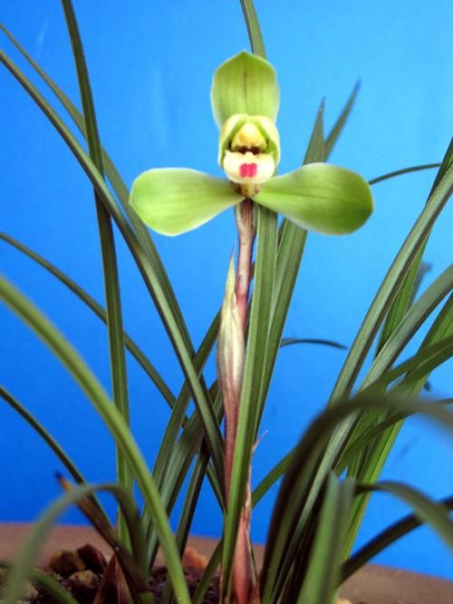 阳台上|为春兰促花,做到这几点,花香满屋