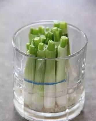 时间就能|一个芋头芽,埋在花盆里,10天长成大盆景,比龟背竹还漂亮