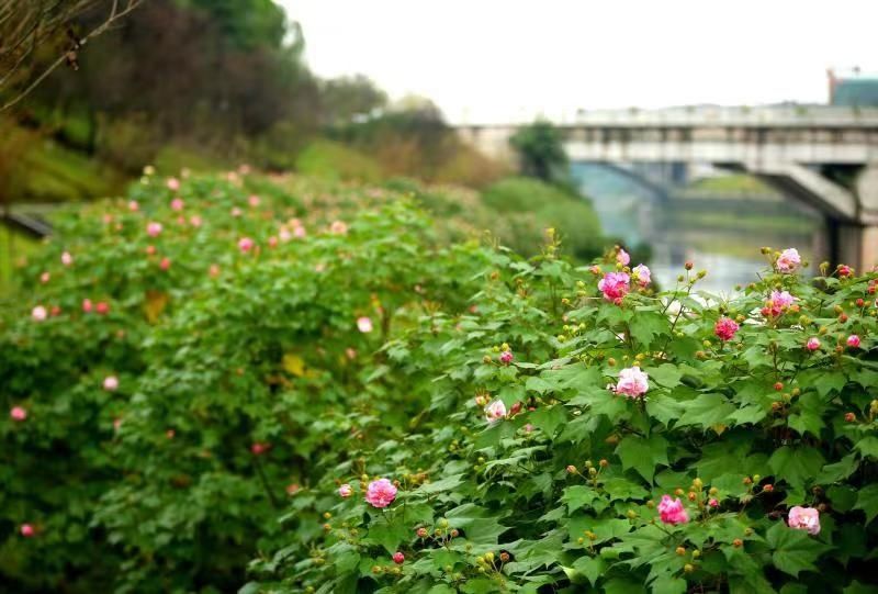 荣昌|荣昌：芙蓉花开醉深秋