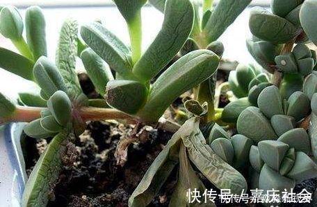 叶片|多肉养不好,叶片就“发软”,看看这几个原因,轻松帮你解决!