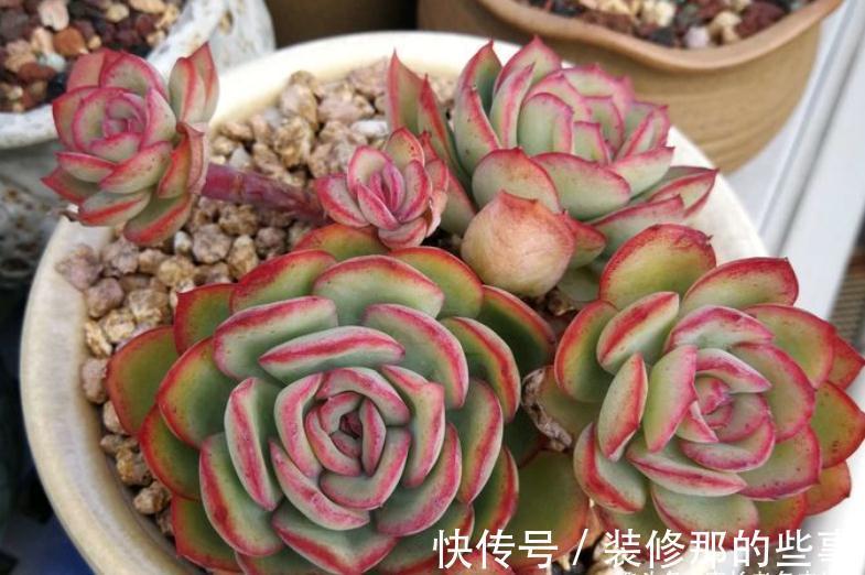 没有颗粒的多肉土易板结,而盆土板结又会对多肉造成3种不利影响