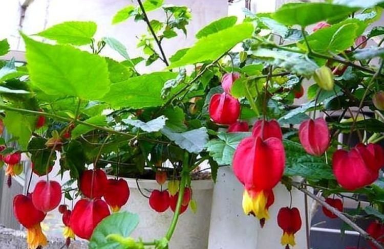 阳台上|养花就养4种花,家里养一盆,开花漂亮花期长,谁养谁喜欢