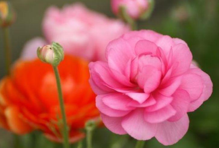 庭院|8月7日-8月22日,庭院选这几款花,花朵小巧玲珑,四季有花开