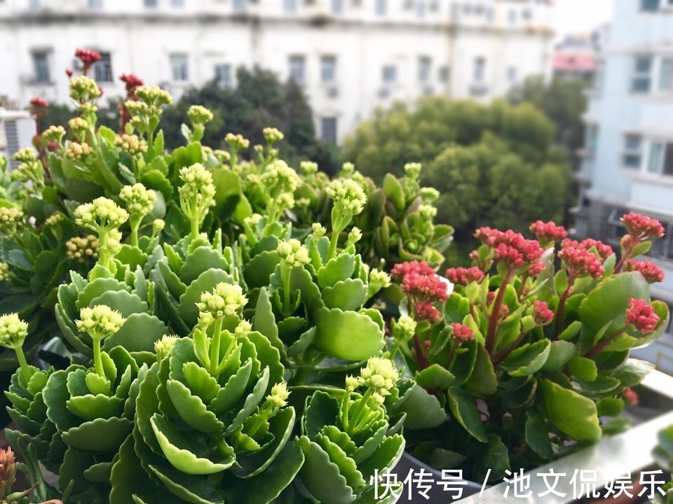 修剪|长寿花凋谢后,剪1刀、喷点水,30天花苞“嘟嘟冒”,又开一茬