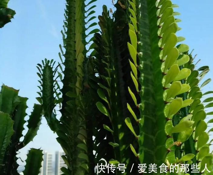 霸气的龙骨出状况,直接砍头扦插,还能促生成塔型,可谓一举多得