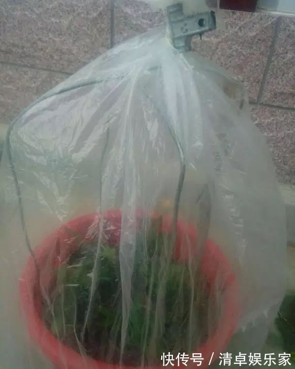 米兰花|夏季扦插茶花米兰花有妙招,套个塑料袋,保湿好生根快不死苗