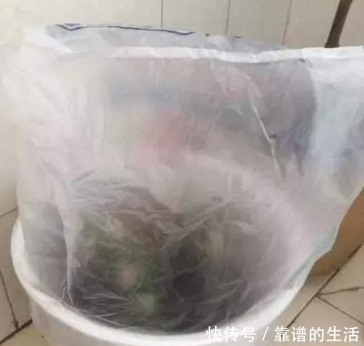 想让三角梅提前发芽,满足2个条件就行!