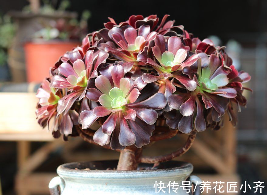 5种“漂亮花”喜冷凉环境,冬天也能“扦插”,成活率高,长势快