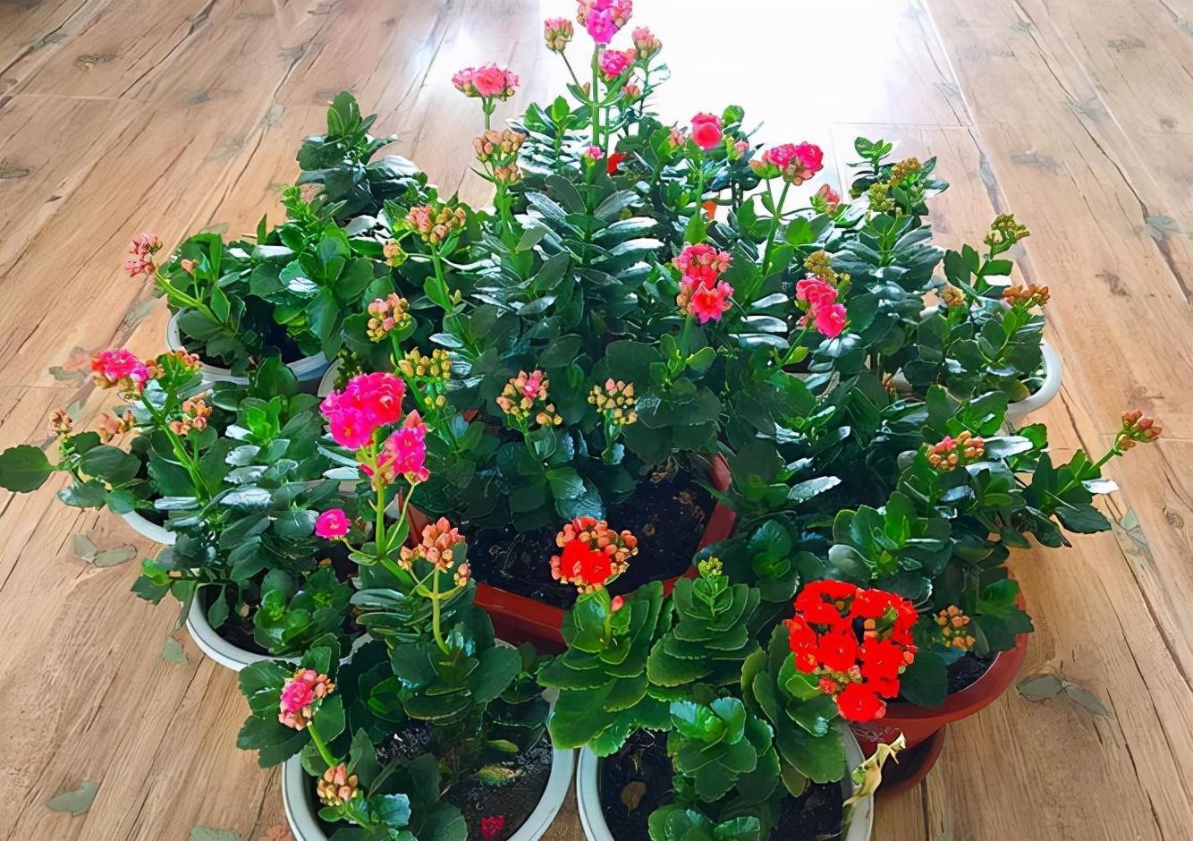 6种花“很吉祥”,建议养在卧室客厅,好看好养,还可当年宵花