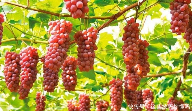 盘点厉害的水果品种推荐