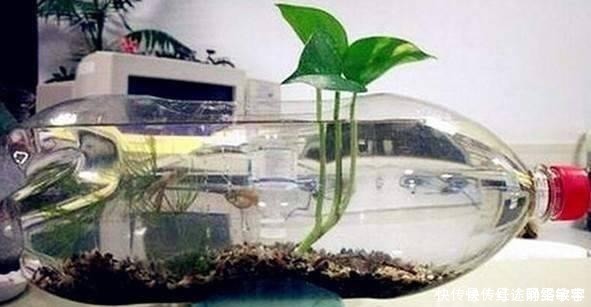 用完的洗衣液瓶千万别扔，它大有妙用！