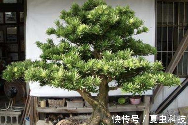 雀梅|“值钱”的2种树,想养不用买,“枝条”剪下来种植,5个月变盆景