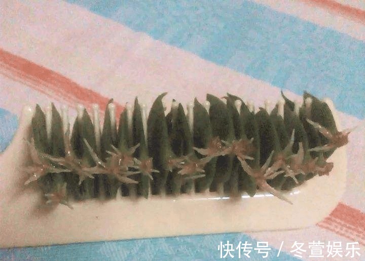 蟹爪兰|梳子居然也能养花把蟹爪兰插上去,蹭蹭冒白根!