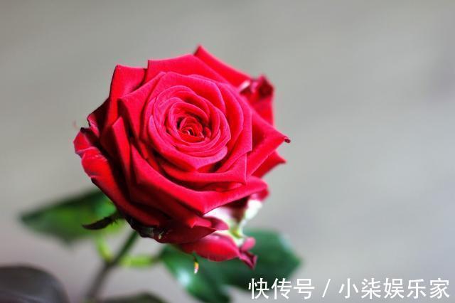 肖女|天生凤凰命的三大生肖女,旺夫旺子,男人娶了一生大富大贵