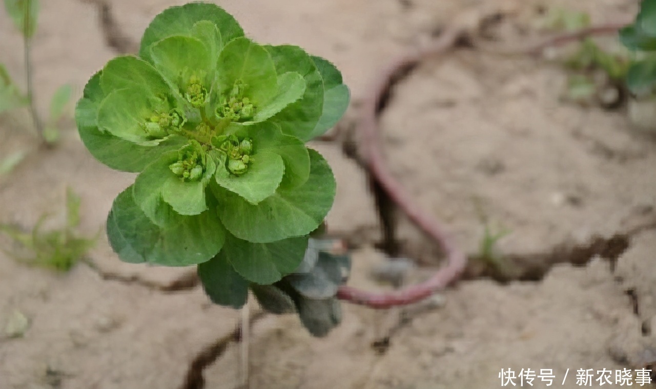 如见|农村有1药草,其相貌普通,但药效惊人不可错过,药农见到如见宝