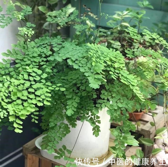 别养绿萝了,这20种耐阴植物,养在家里更合适!