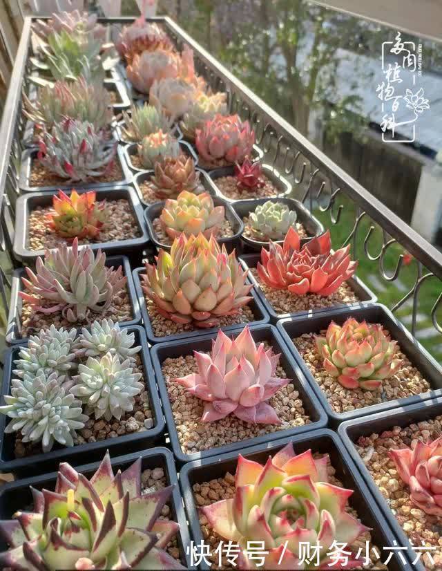 揭秘：那些干净又温暖的多肉照片从哪里来？