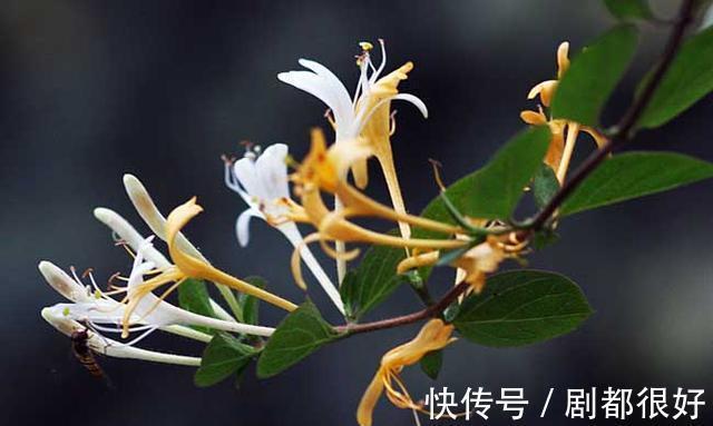 花友|公认好养的“三种花”,掰点枝叶埋到盆内,沿着墙攀成“花瀑布”