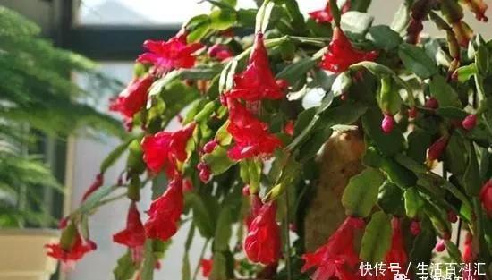 绿萝|7种爱“喝醋”的花草,浇水时加点“醋”,根壮叶绿、不怕黄叶