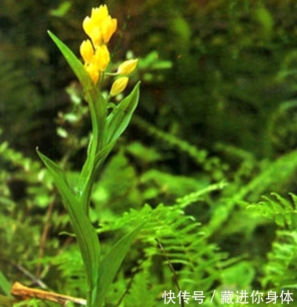 我国特有的单种属珍稀濒危兰花——金佛山兰