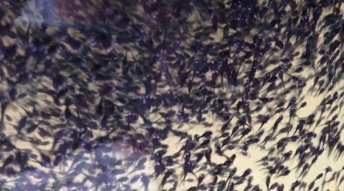 蛇头|鱼塘里横扫一切的黑鱼,连食人鱼都不怕,它们的天敌是什么鱼?